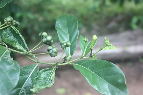 West African Plants A Photo Guide Morinda Lucida Benth