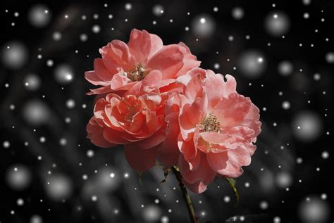 Free Images Branch Blossom Snow Winter Dew Flower Petal Rose