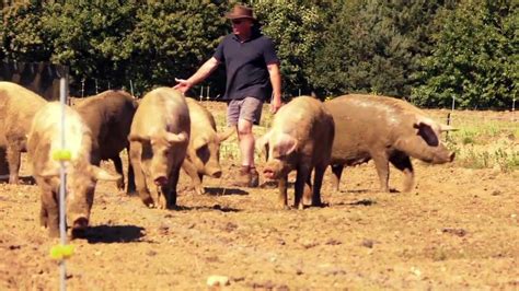 Natural England Outdoor Pig Farming Film Youtube