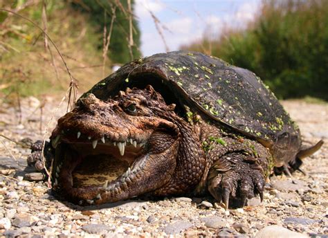 Bowser In Real Life Crocodile Snapping Turtle