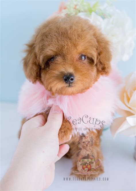 Red Poodle Puppies In Davie Florida Teacups Puppies And Boutique