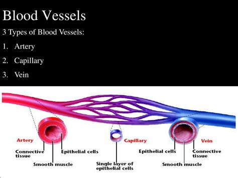 Major Blood Vessel Chart Doctors Gates Highest Oxygen Content In