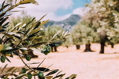 The Sacred Olive Trees Of Crete Blog Alexander Beach