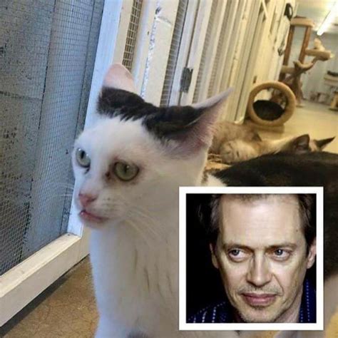 The hairballs that don't pass nicely out of the cat's system during fecal evacuation or get vomited up on your nice, clean carpet, can become trapped in. Cat looks just like Steve Buscemi. - RealFunny