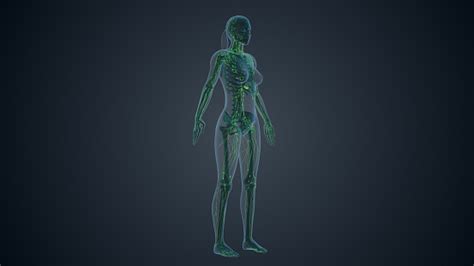 Lymphatic System Of Female Body Stock Photo Download Image Now
