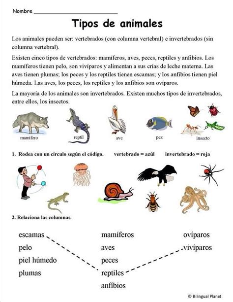 Tipos De Animales Hoja 7 Tipos De Animales Ciencia De Primer Grado