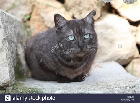 Grey Cat And Blue Eyes Stock Photos And Grey Cat And Blue