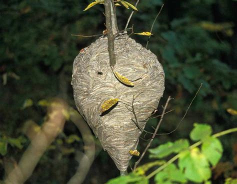 Discover Nature Bald Faced Hornet Nests Kbia