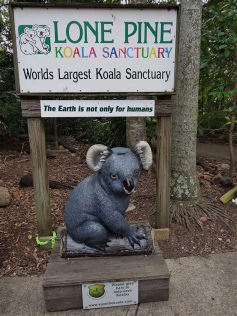 Stu The Zoo Lone Pine Koala Sanctuary Review
