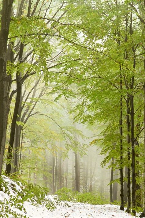 Path In Misty Spring Forest — Stock Photo © Nature78 4328686