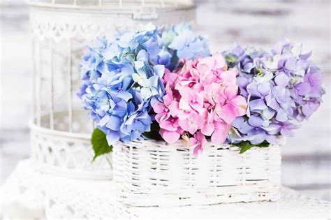 15 Beautiful Hydrangea Flower Arrangement Ideas