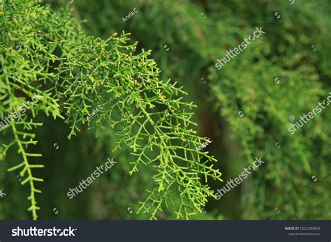 Huon Pine Over 38 Royalty Free Licensable Stock Photos Shutterstock