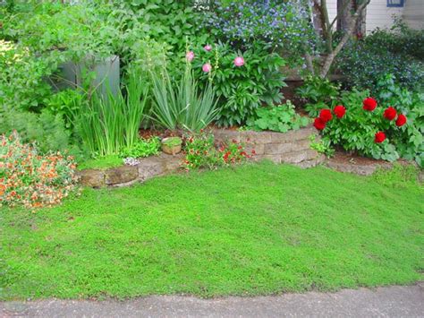 How To Choose Groundcovers And Plants To Use As Lawn Alternatives Diy