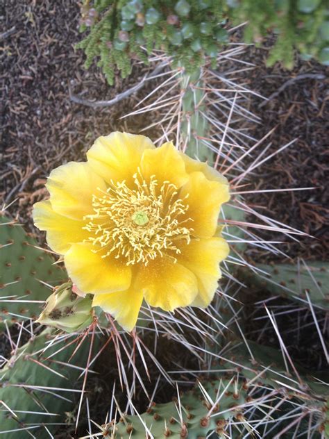 Yellow Cactus Flower Dream Garden Cactus Flower Flowers