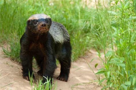 21 Fun Facts About Honey Badgers Honey Badger African Animals