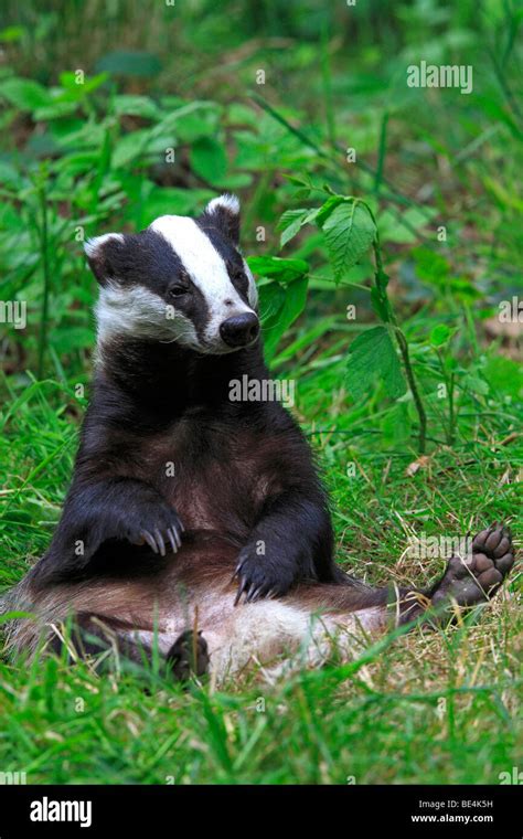 Dachs Fotos Und Bildmaterial In Hoher Auflösung Alamy