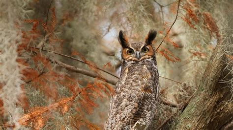 Great Horned Owl Near Lake Tohopekaliga South Of St Cloud Florida