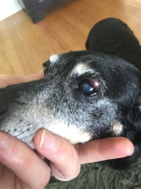 Lump On Dogs Face Under Eye