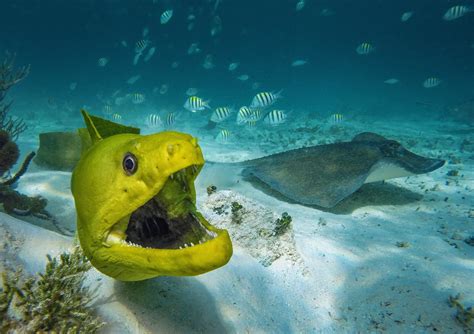 Underwater Photography Tips Diver Magazine