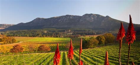 Wine Tours In Constantia South Africa Wine Tasting Holidays In