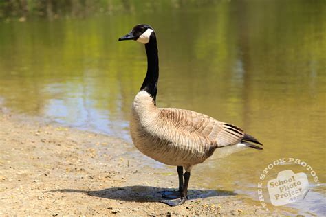 Canada Goose Free Stock Photo Standing Goose Royalty Free Animal