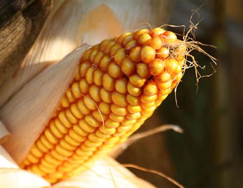 Marktreport: Günstiger Mais verdrängt Weizen im Tierfutter ...