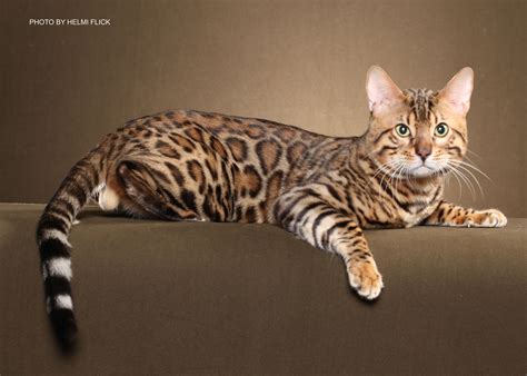 Why Is How Much Are Snow Bengal Kittens So Famous How