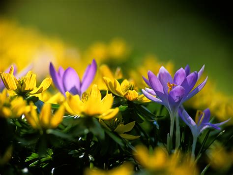 76 Spring Desktop Wallpapers Amazing Collection On