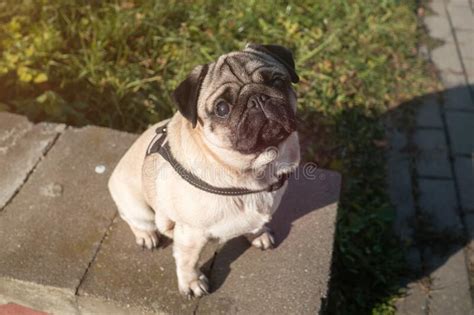 Portrait Of A Calm And Beautiful Pug Dog Looks At The Camera Outdoor
