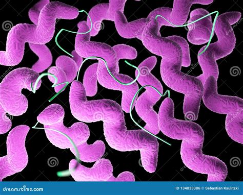 A Campylobacter Bacteria Stock Illustration Illustration Of Country