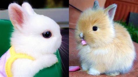 Funny Baby Rabbit Videos Cute Baby Rabbits Funny Bunny