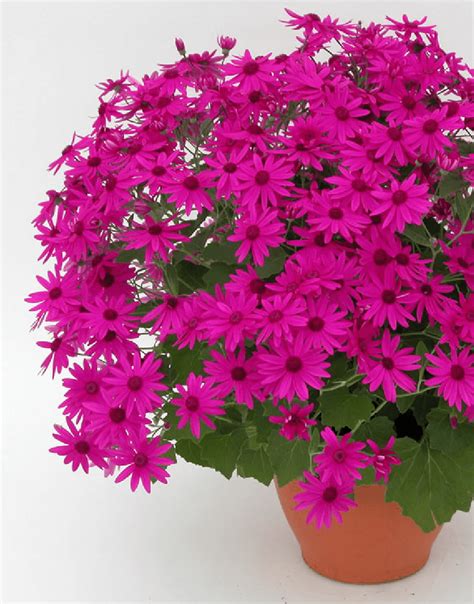 Senetti Magenta Spring Garden Colours Pericallis Senecio