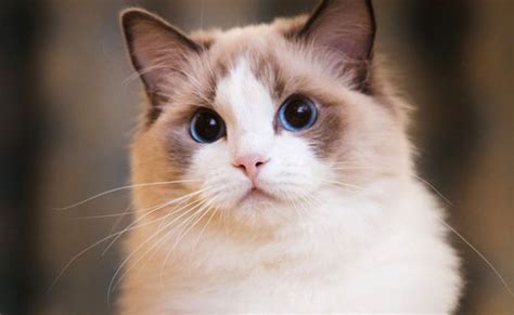 The 10 Largest Domesticated Cat Breeds Otosection