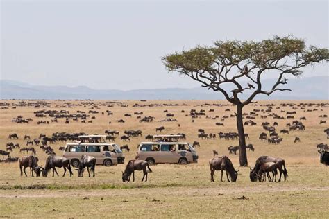 Maasai Mara Safaris Kenya Tours Maasai Mara National Reserve