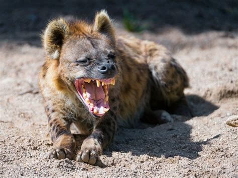 Hyena Laugh