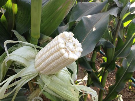 Middle Maturity Hybrid F1 White Corn Seeds Sweet Waxy Maize Seeds For