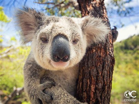 Get Up Close And Personal With The Lovable Koala As Collette Brings You