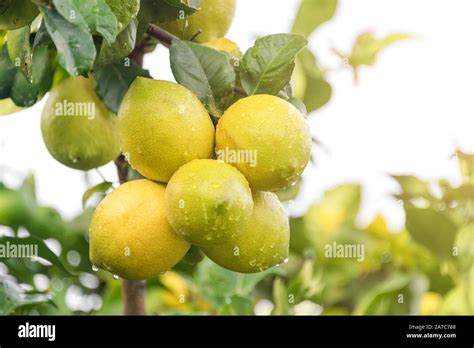 Ripening Fruits Lemon Tree Close Up Fresh Green Lemon Limes With Water