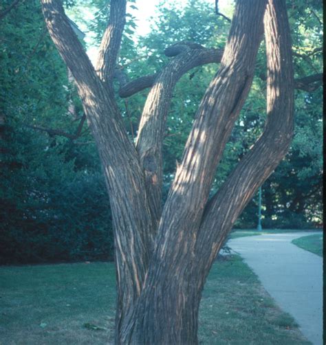 Osage Orange As A Landscape Tree What Grows There Hugh Conlon