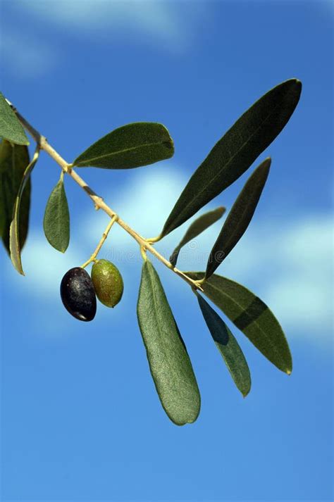 Olives Stock Photo Image Of Black Fresh Uncooked Leaves 7673648