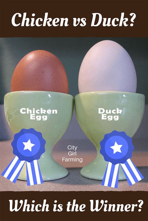 Duck Egg Vs Chicken Egg Which Is The True Winner City Girl Farming