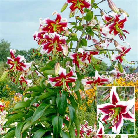 Buy Beverly Dreams Lily Tree Lilies Brecks Bulbs Canada