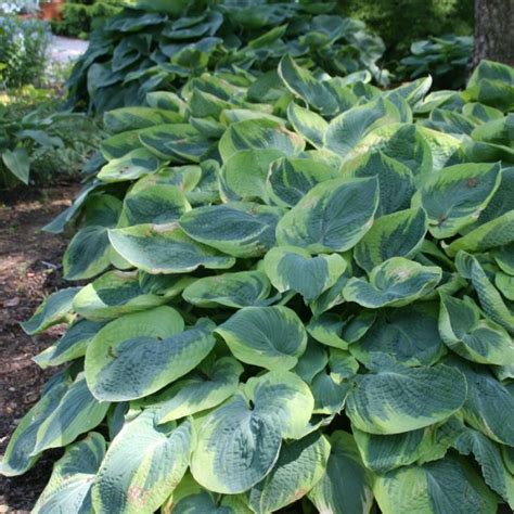 Hosta Sieboldiana Frances Williams Hartlelie Kopen Het Groene