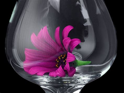 무료 이미지 자연 식물 꽃잎 데이지 병 장식 색깔 적포도주 플로라 자료 꽃들 와인 잔 아름다운 유리 잔