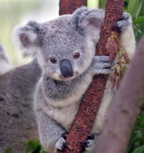 Baby Koala From My Home Country Just The Cutest Most