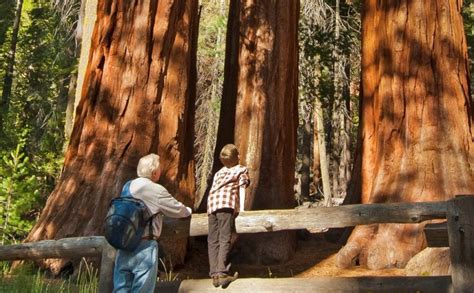 What Does The Redwoods In Yosemite Mean To You