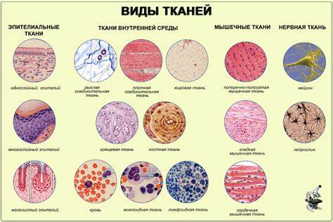 Соединительная ткань диета Соединительная ткань Соединительная ткань Соединительная ткань диета