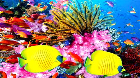 47 Coral Reef Wallpaper Desktop