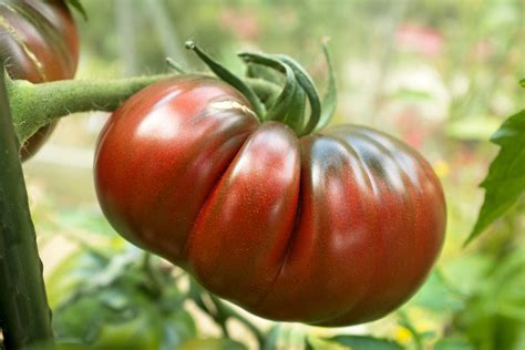 Black Russian Tomato Seeds Heirloom Hometown Seeds