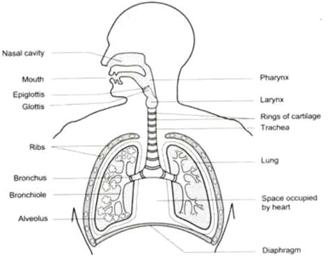 Respiratory System Drawing At Explore Collection